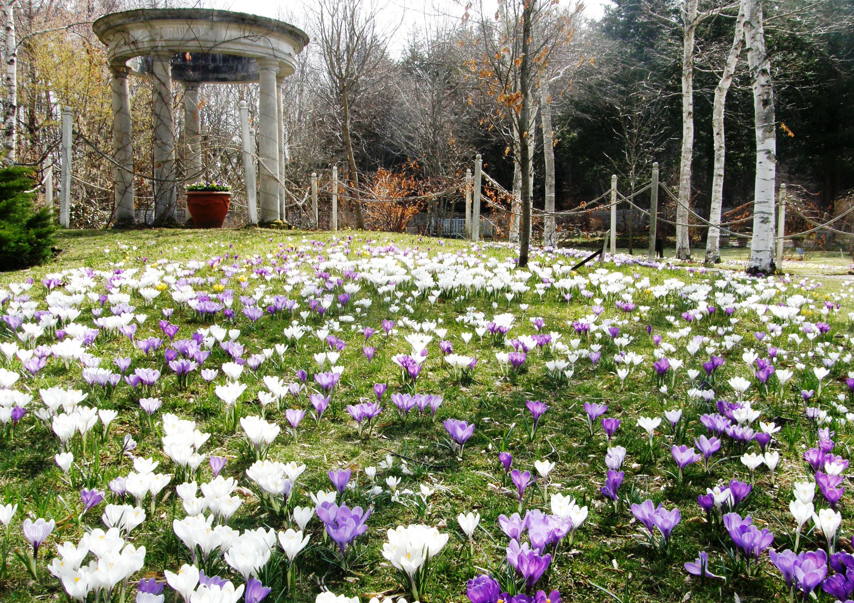 Tateshina highland, Barakura English garden | Venus line
