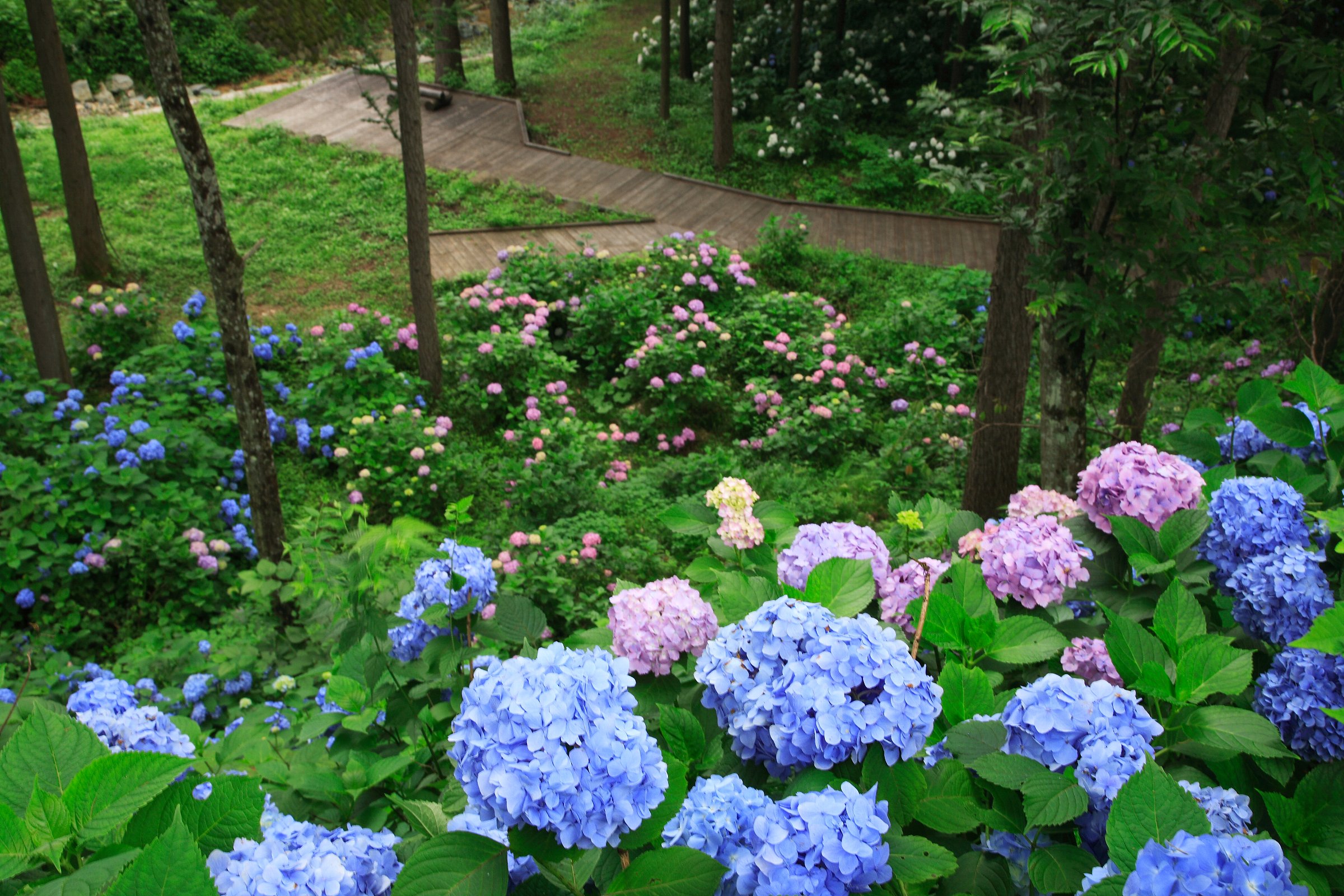 あじさい公園 | ビーナスライン
